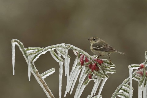 Pine Warbler