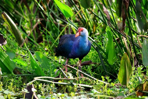 American purple gallinule
