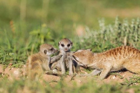 Suricates