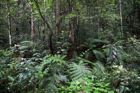 Tropical vegetation