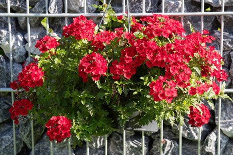 Red flowering verbena
