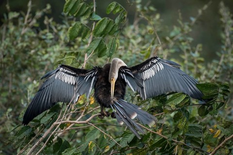 Anhinga or Water Turkey