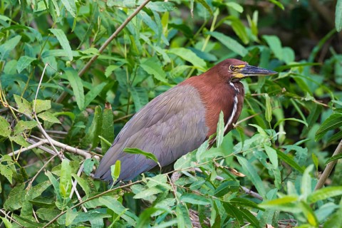 Rufescent Tiger Heron
