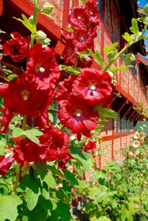 Flowering Hollyhocks