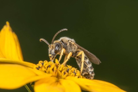 Sweat Bee