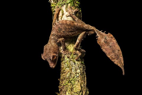 Satanic Leaf Tailed Gecko