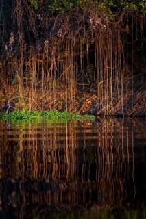 Aerial roots on the banks of the Rio Negro