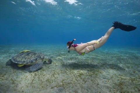Woman with mask and fins snorkling with Green Sea Turtle