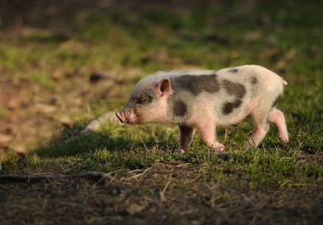 Vietnamese pot-bellied pig