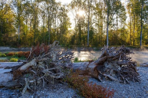 Tree trunks with roots lie on gravel bank at the Isar