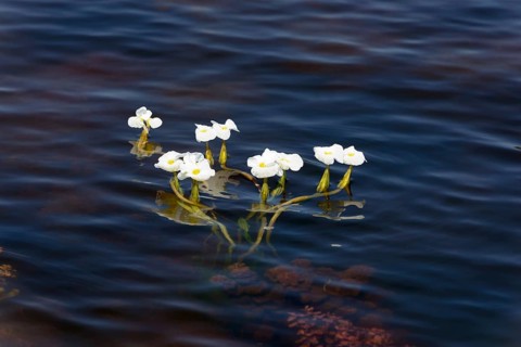 Water-plantain