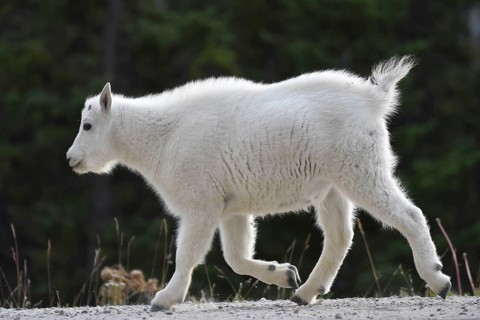 Rocky Mountain Goat