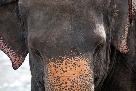 Asian elephant