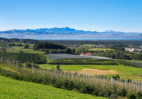Orchards and hop gardens