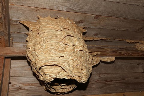 Hornet's nest