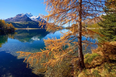 Larch forest