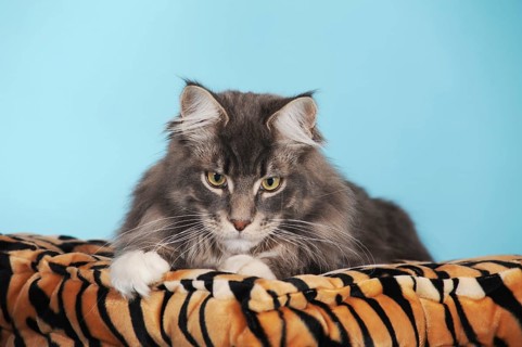 Maine Coon