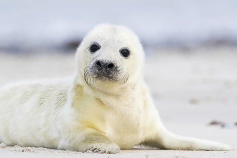 Newborn gray seal