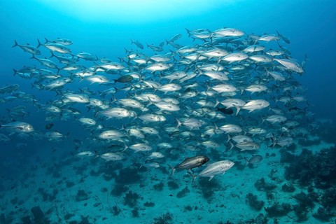 Shoal of bigeye trevally