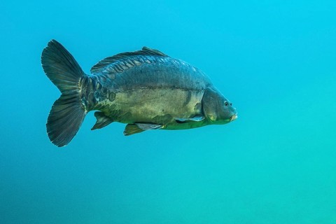 Mirror carp
