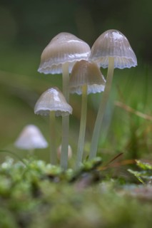 Bonnet