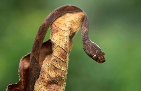 Blunthead tree snake