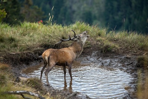 Red Deer
