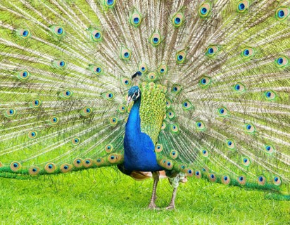 Blue Peafowl