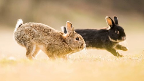 Two rabbits