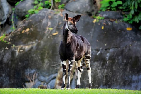 Okapi