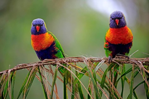 Rainbow Lorikeet