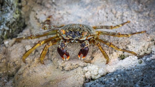 Shore crab