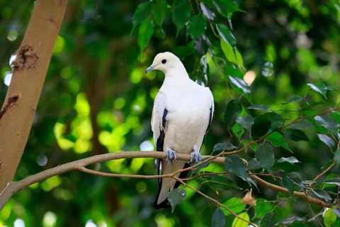 Pied Imperial Pigeon