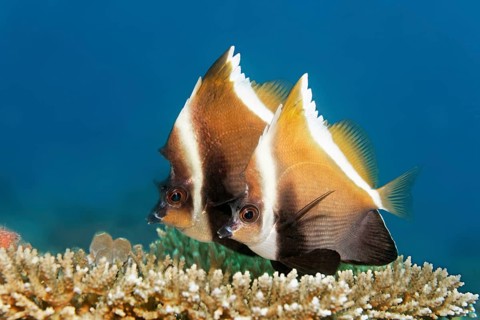 Pair of horned bannerfish