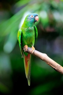 Sharp-tailed Parakeet