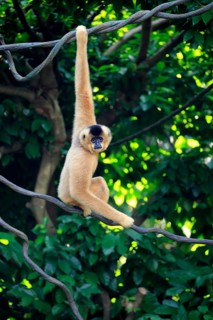 Southern Yellow-cheeked Crested Gibbon