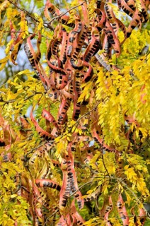 Honey Locust