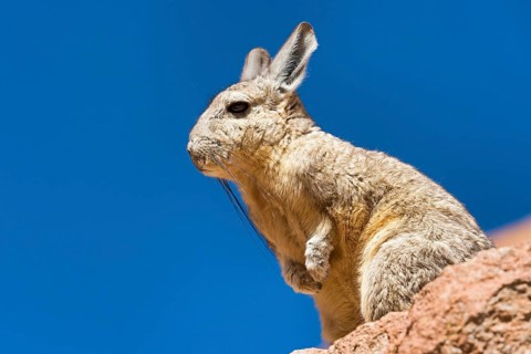 Southern Viscacha