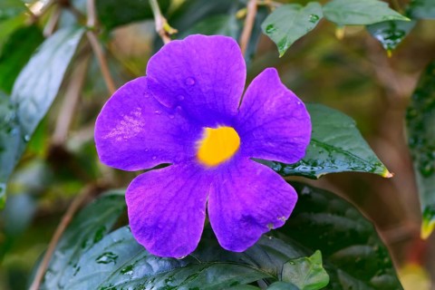 Bush Clockvine