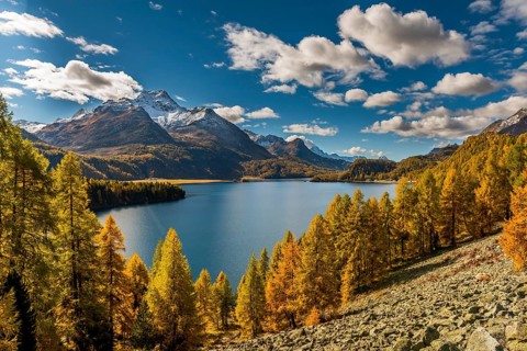 Autumnal discoloured Larches