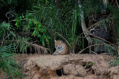 Jaguar