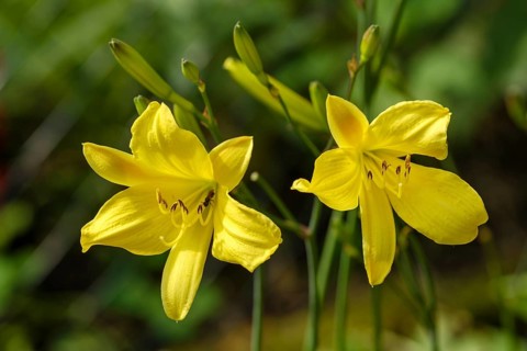 Yellow Daylily