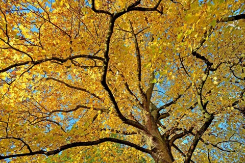 Tulip tree