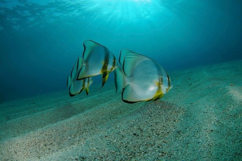 School of Teira Batfish