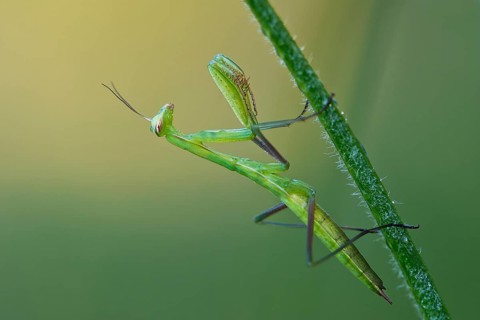 European mantis