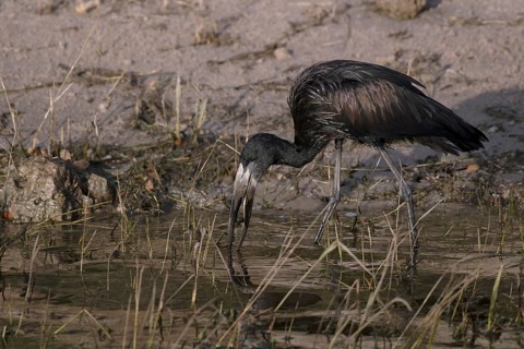 African openbill