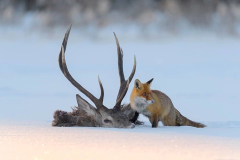 Red fox