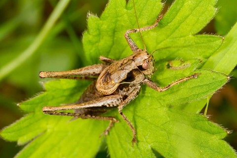 Dark Bush-Cricket