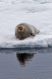Bearded Seal