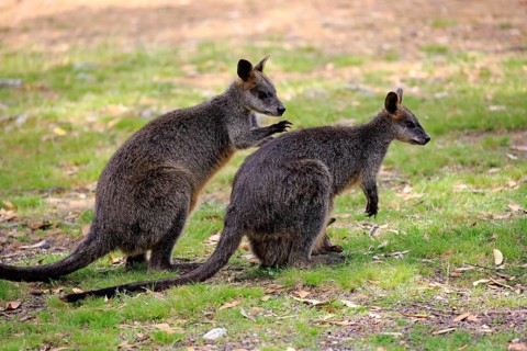 Marsh Wallabies